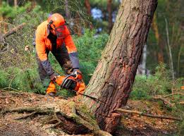 Professional Tree Removal and Landscaping Services in Silver Firs, WA